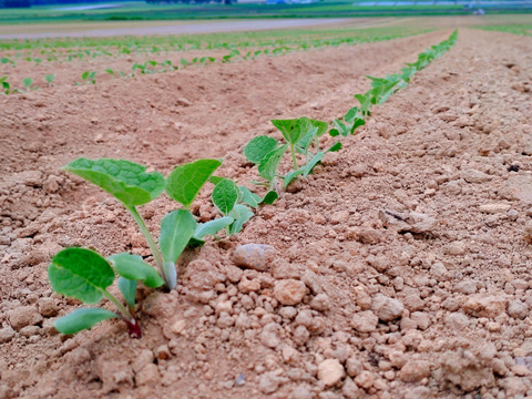 【とうや☆ごぼう】香りと甘みと柔らかさが自慢のごぼう❣️濃い味とうや❣️とうや約1.7kg✕2袋とごぼう約1.5kgセット