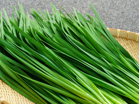 立山連峰の麓　自然豊かな環境で育った甘さと香り豊かなニラ　にら！！栽培期間中農薬、化学肥料不使用　100g×10束 ( 1kg )