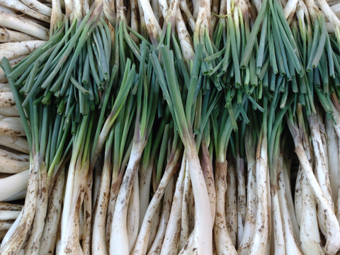 土付き　沖縄島ラッキョウ　5㎏