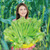 ヤングコーン 生 30本 5つ星ホテルご用達 レストランサイズ 8-12cm 新鮮 夏野菜 ヒゲ 皮 葉付き  岡山 ひるぜん農園 YOUNG_30