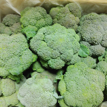 なくなり次第終了 ミニブロッコリー 60サイズ入るだけ 熊本県産 食べチョク 農家 漁師の産直ネット通販 旬の食材を生産者直送