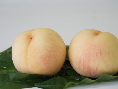 樹上完熟！岡山県備前市産びぜん白桃【加納岩白桃・紅清水白桃・末木白桃の３種のうち１種】約2kg