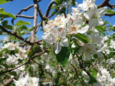 太陽をいっぱい浴びたサンつがる3ｋｇ(家庭用)