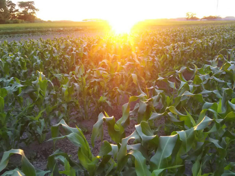平均糖度20度　豊とうきび　８本セット