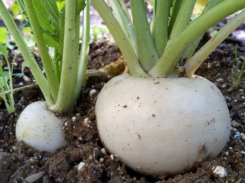 【ハウス栽培】増量パック！京都産サラダ・ラティーナ（サラダカブ）3.0kg　（15～20個）