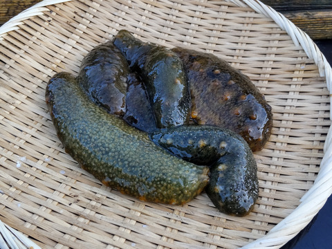 青ナマコ約１㌔