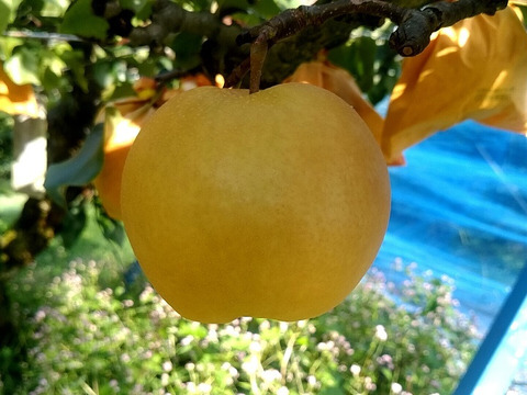 鳥取産・新興梨３ｋｇ（６～８玉入り）