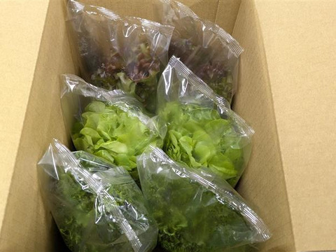 彩りと健康のレタス3種セット　レッドリーフ×フリルレタス×グリーンオーク　個包装約50g×6袋《高クロロゲン酸レタス＆異なる食感を楽しめる低硝酸態窒素レタス》