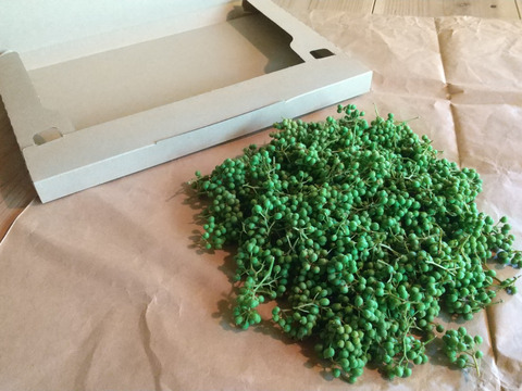 自然栽培☆山椒の実 200g☆京都・美山産