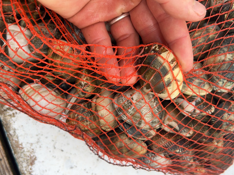 愛知県 三河湾
（内湾）手掘り大粒アサリ  1キロ今年は特に身入り，
BBQ，味が別格❗️酒蒸し，味噌汁，アクアパッツァ，パスタで