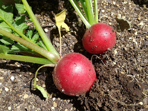 京都産ラディッシュ　よくばり1kgセット（大玉20個以上）