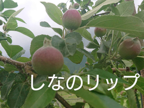 収穫始まりました！「しなのリップ約5kg」「夏りんごの主役」！長野県オリジナル品種。果汁が多く甘味と酸味のバランスが良い。夏収穫りんごを食べるなら押さえておきたい品種です。お届け後冷蔵庫にて