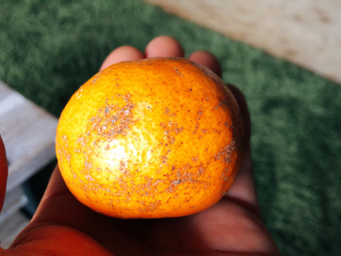 見た目じゃないの‼️訳あり温州みかん5kg