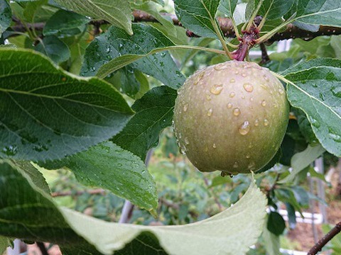 8月収穫りんご「夏あかり 約３㎏」真っ赤真っ赤なりんごです。長野県生まれ品種です。（写真は7/20現在です）