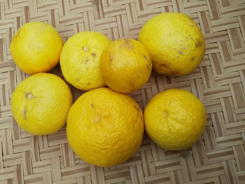 希少品種　こつぶっこ　媛小春　4キロ