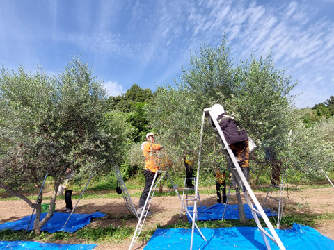 オリーブ農家の自家製熊本産オリーブオイル130ml入り（ピクアル種）