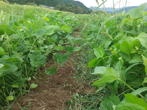 丹波産　自然栽培大納言小豆（1kg）