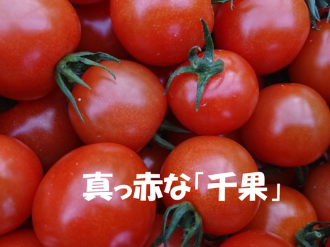 【お試しセット】カラフルで甘いミニトマト　淡路島　農楽園トマトの詰め合わせ　【トマト食べ比べ】