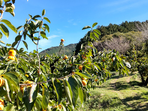早生甘柿！早秋柿（秀品６個）贈答用