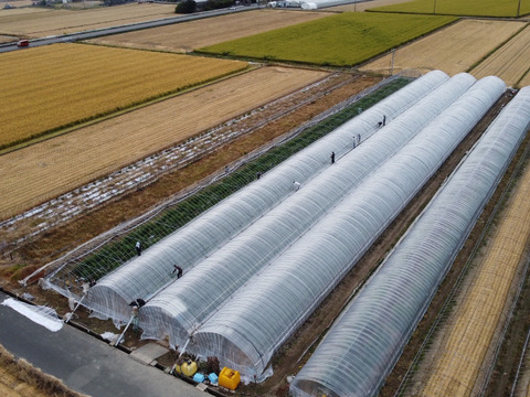 【有明育ちの肥後の大将】肥後グリーンメロン 1玉