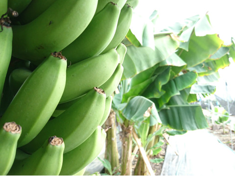 皮ごと食べられる「瀬戸内ばなな」（3本）　甘味濃厚！農薬不使用で育てた国産バナナ