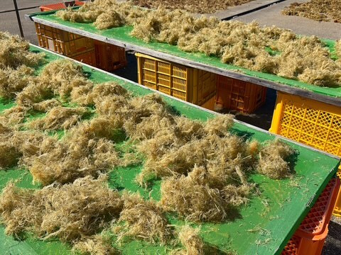 国内製造てんぐさ（海外産）　テングサ  ５００ｇ【お徳用・業務用】　ところてん・天草