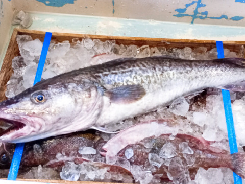 鍋・味噌汁・煮付けに！鱈の身＆あらセット　約１ｋｇ