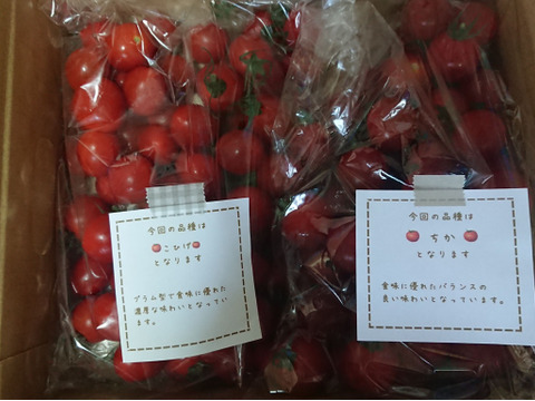 笑顔引き出す！みにとまとの食べ比べ 1.5kg