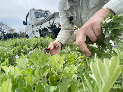【自然栽培🍀春摘みよもぎ茶25g】栽培10年以上・健康な体づくりに