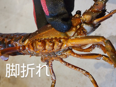 漁師直送の新鮮イセエビ1kg(3~6尾)