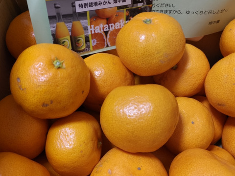 【3キロ家庭用】節減対象農薬　特別栽培で育てたからだにやさしい　有田みかん