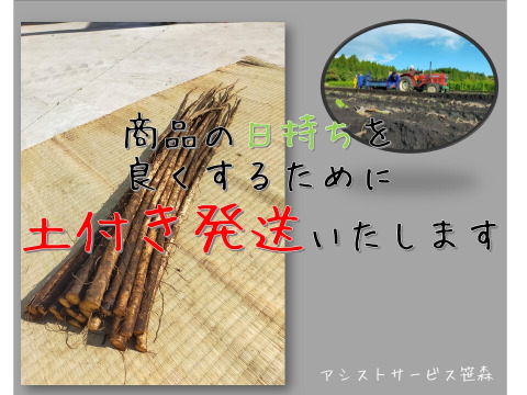 【春掘り】土付き　香り高い　ゴボウ　2kg