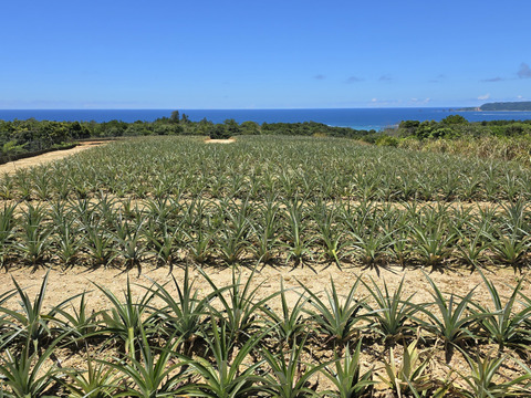 パインの最高峰🍍ジューシーで極上の甘さ！沖縄県産『ゴールドバレル』（大玉）2.0kg~  1玉