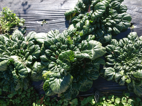 【群馬県高崎市産】冬野菜のお試しセット（4~5品）『農薬及び化学肥料不使用』