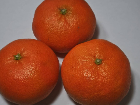 本州向け発送・甘平４．５キロ