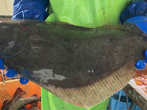 陸奥湾産天然ヒラメ【神経締め&血抜き済み！】1.5〜2.0kgサイズ