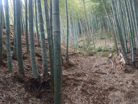 「朝どれ」たけのこ　春の味覚　福岡県北九州市産　２ｋｇ　（４～８個）