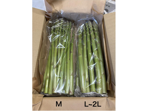 【受賞記念&登録記念SELE🎊】極太(A2L)のみ｜1.0kg｜那須塩原産アスパラガス｜朝採れ｜じゅわっと春を感じる