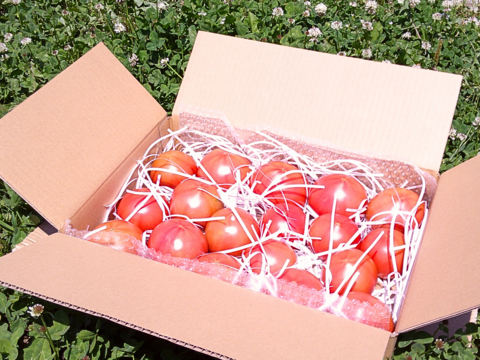 優しい甘みと旨みの桃太郎80サイズ箱