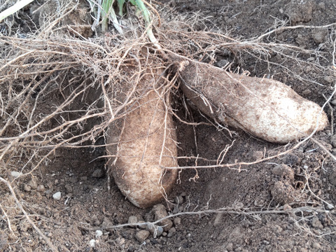 まるでモチのようなねばり！トロロ芋1.5キロ（肥料、農薬使わず）