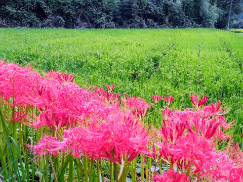 九州山地の自然栽培米　【自然乾燥】(5kg×2）（10kg）