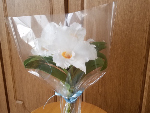 【蘭の福箱❁⃘*.ﾟ】夏の蘭 フォーミディブルの鉢花＆切り花