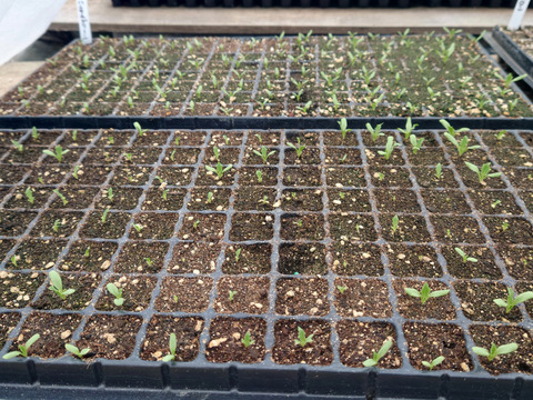 朝採りパリパリ食感！ハンサムグリーンレタス（大玉4玉）[化学農薬・化学肥料不使用]