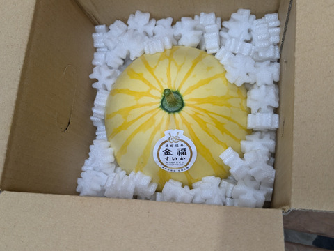 【夏ギフト】残り1日！追加注文受付中！
シャリ感と甘さのダブルパンチ！希少種！金福スイカ（約2kg）