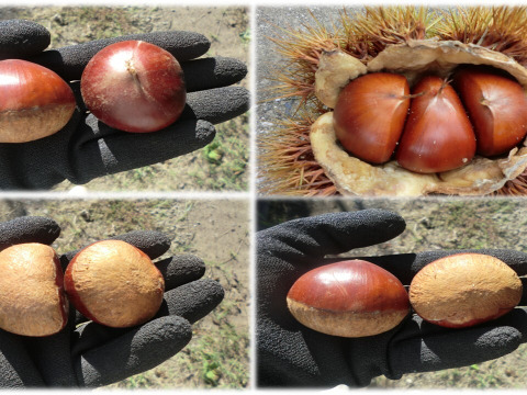 【甘さ２倍の極大粒　筑波栗】氷温貯蔵で甘い筑波栗　１セット限定 農薬不使用栽培　900g