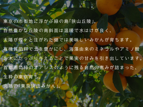 【大粒！】幻の東京狭山みかん・2Lサイズ10kg【溢れる果汁】