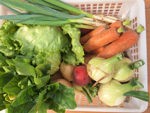 【農薬化学肥料不使用】旬の野菜セット(80サイズ5-6品