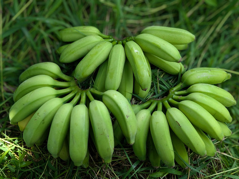 沖縄からの贈り物　ブラジルバナナ1㎏【農薬・除草剤・化学肥料不使用】