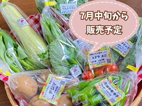 【自然栽培🍀固定種80サイズ】管理栄養士が育てる🧑‍⚕️朝採り新鮮！旬菜セットM（３〜５人様向け）