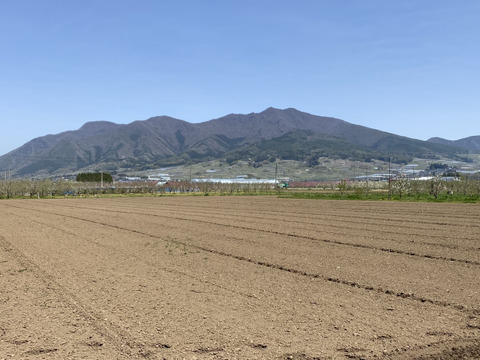 【夜市限定】厚切り！ポテトチップス（うす塩ガーリック味）60g×25袋入